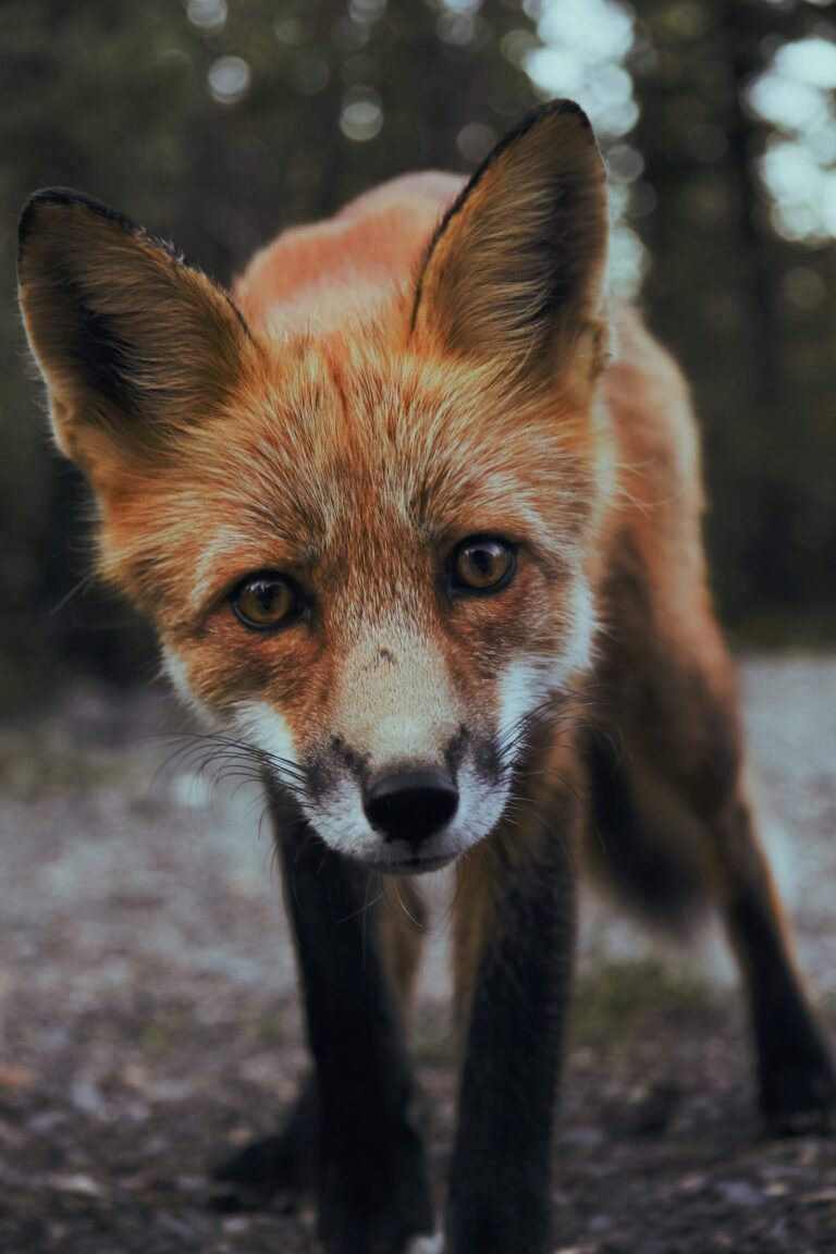 The Thrill of the Hunt: A Personal Reflection