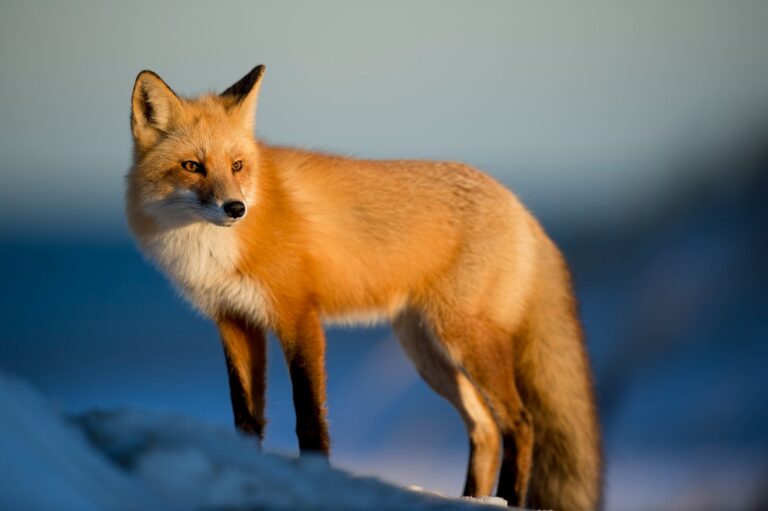 Connecting Communities Through Hunting Narratives
